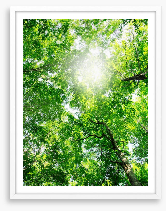 Through the canopy