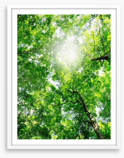 Through the canopy