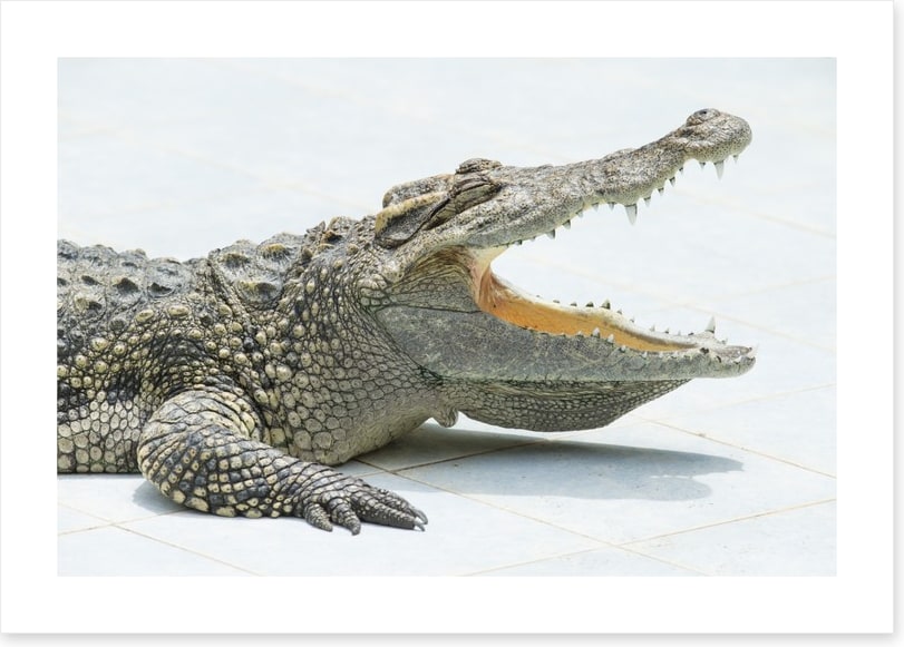 Reptiles / Amphibian