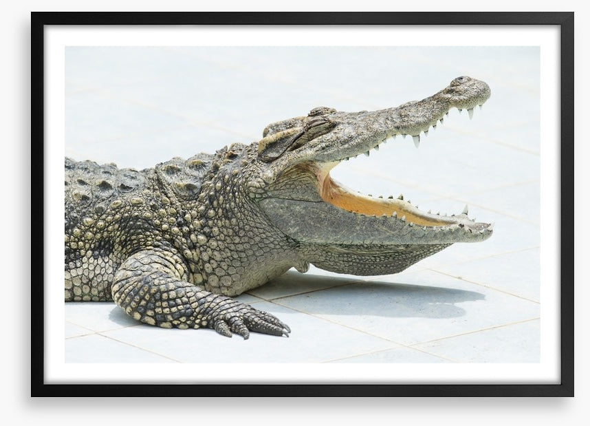 Reptiles / Amphibian