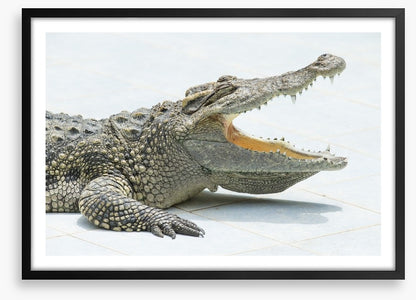 Reptiles / Amphibian