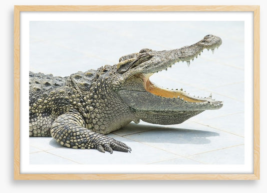 Reptiles / Amphibian