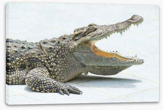 Reptiles / Amphibian