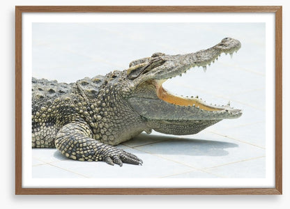 Reptiles / Amphibian