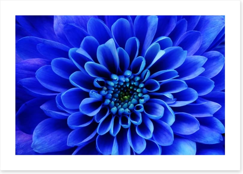 Blue aster