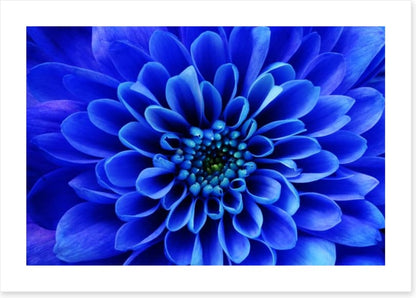 Blue aster