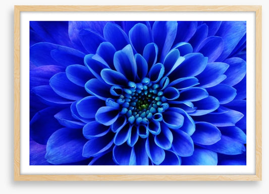 Blue aster