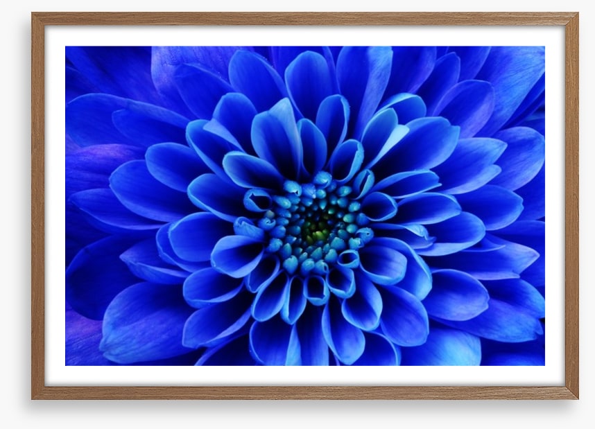 Blue aster