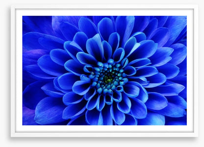 Blue aster