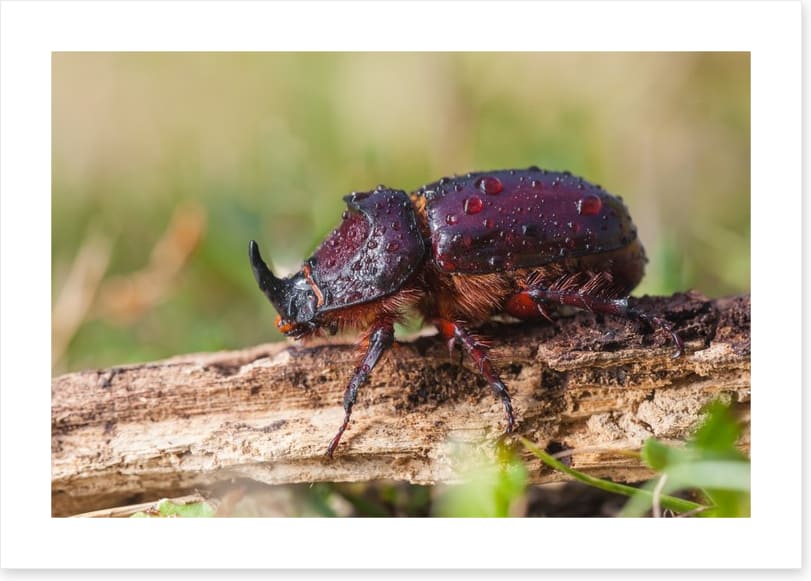 Insects