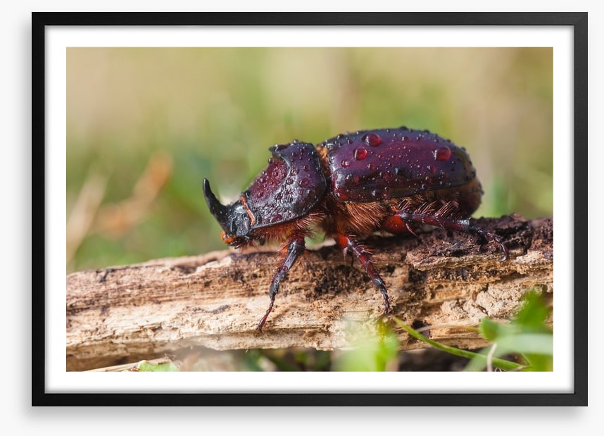 Insects