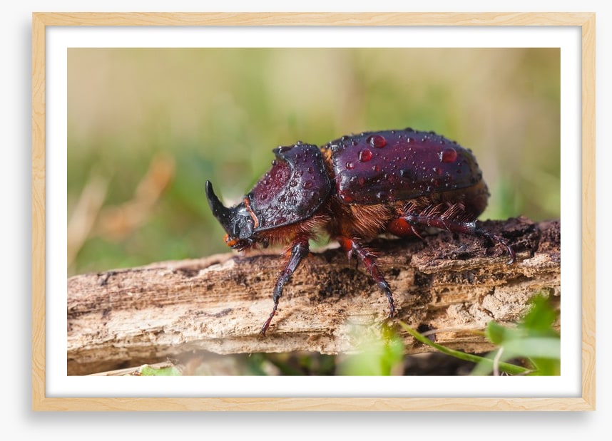 Insects