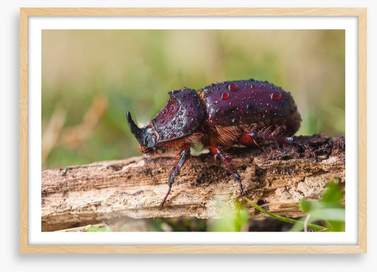 Insects