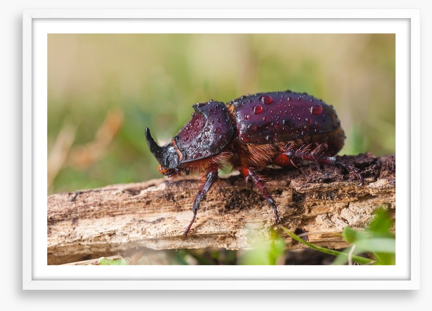 Insects