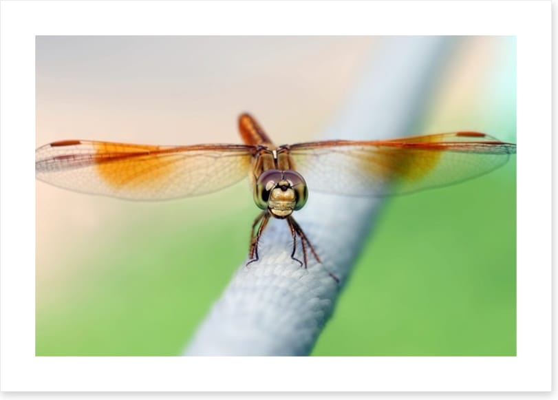 Insects