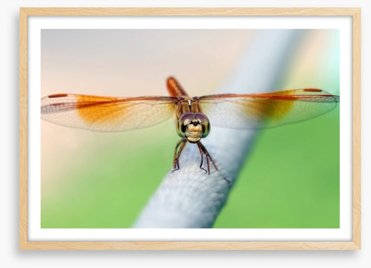 Insects