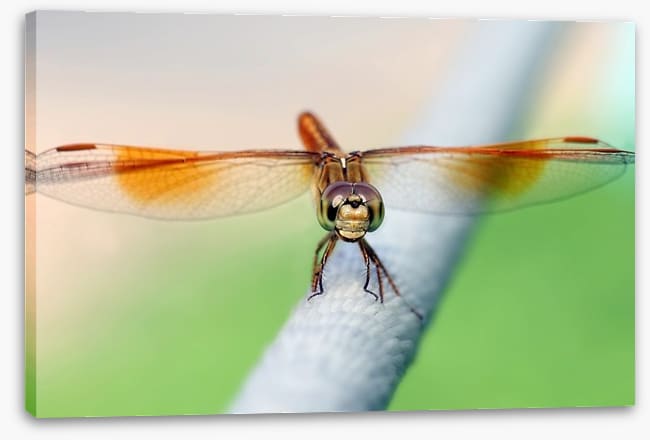 Insects