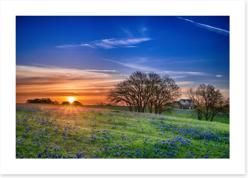Bluebonnet meadow sunrise