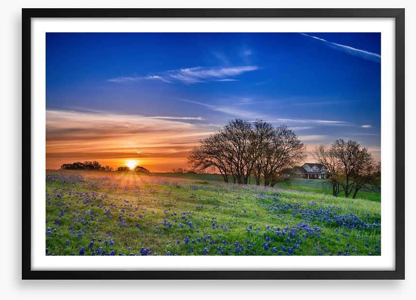 Bluebonnet meadow sunrise