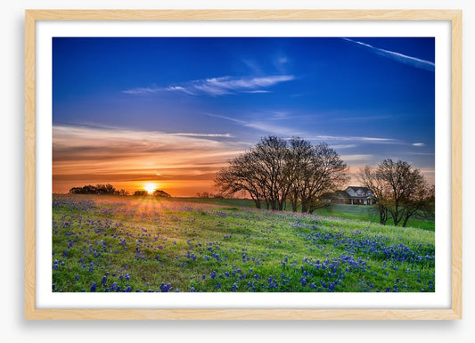 Bluebonnet meadow sunrise