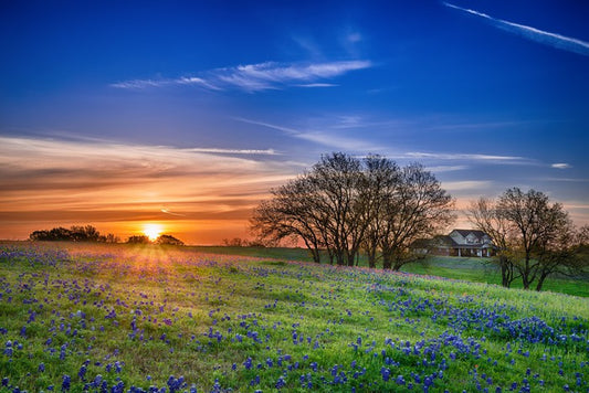 Bluebonnet meadow sunrise