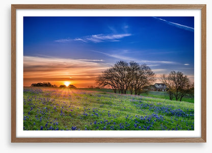 Bluebonnet meadow sunrise