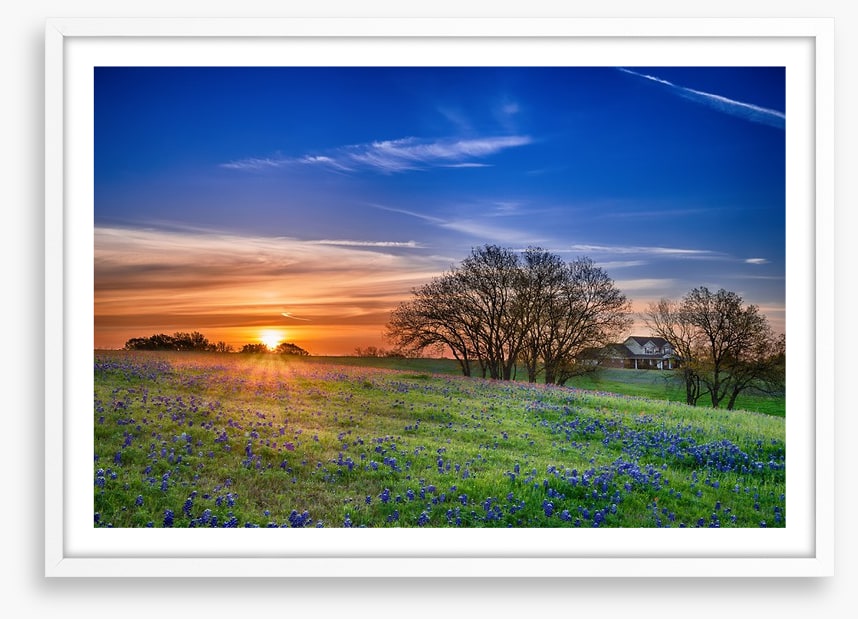 Bluebonnet meadow sunrise