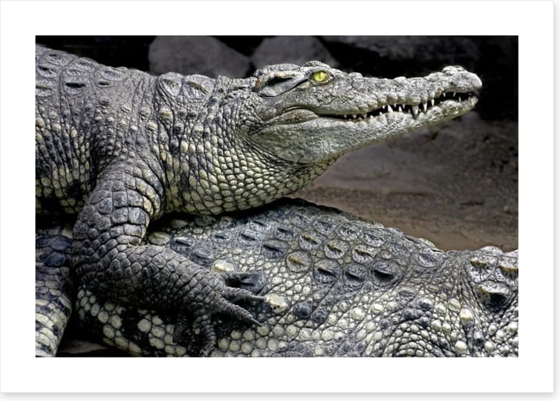 Reptiles / Amphibian