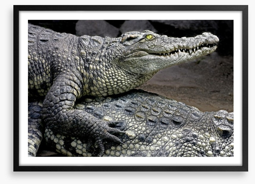 Reptiles / Amphibian
