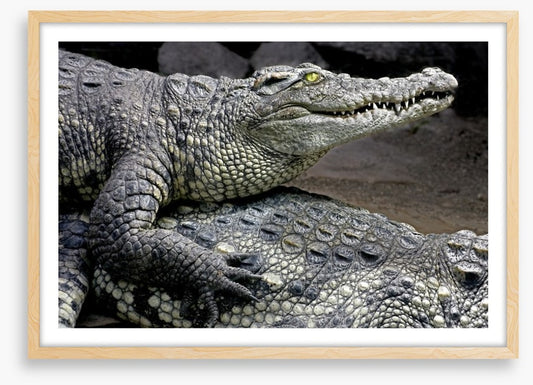 Reptiles / Amphibian