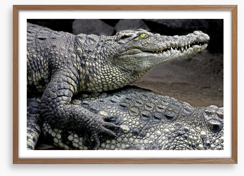 Reptiles / Amphibian