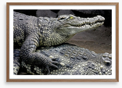 Reptiles / Amphibian