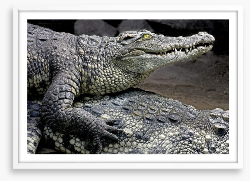 Reptiles / Amphibian