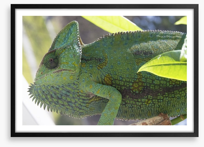 Reptiles / Amphibian