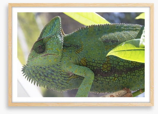 Reptiles / Amphibian