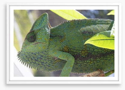Reptiles / Amphibian