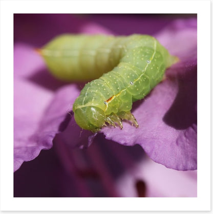 Insects