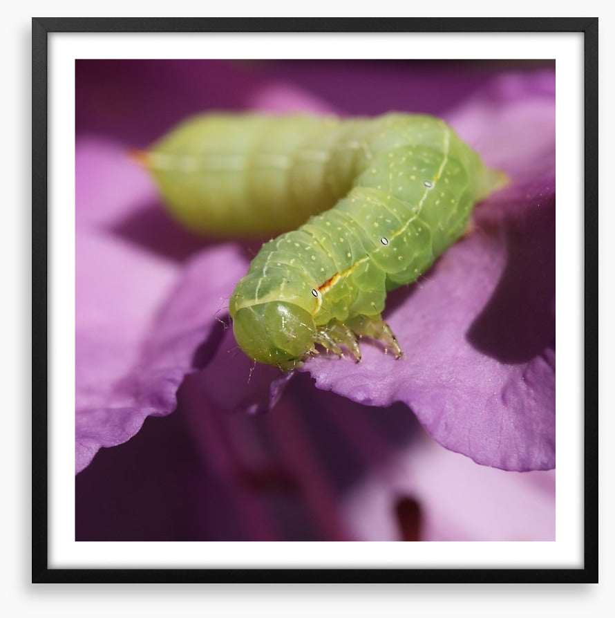 Insects