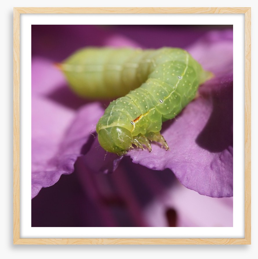 Insects