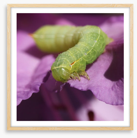 Insects