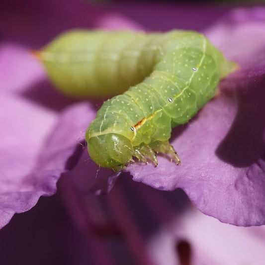 Insects