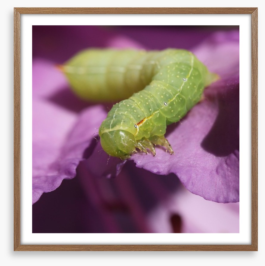 Insects