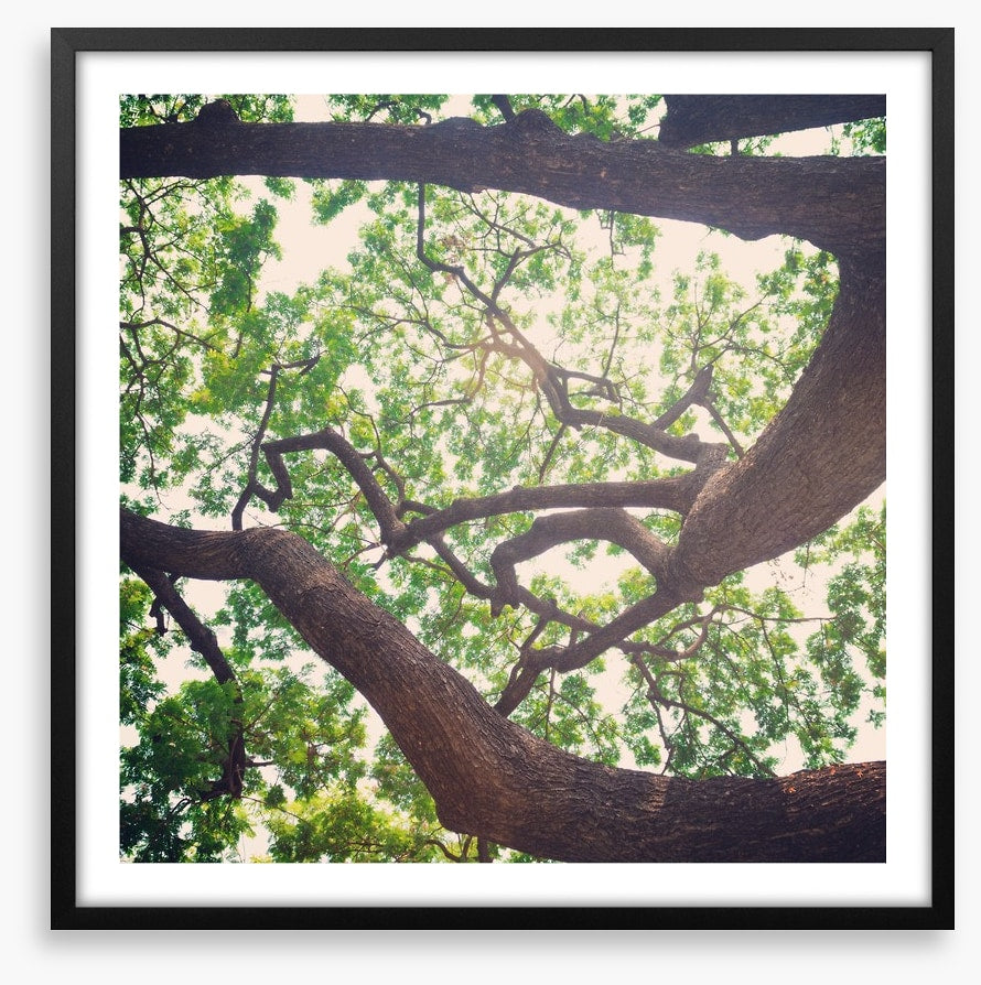Vintage branches