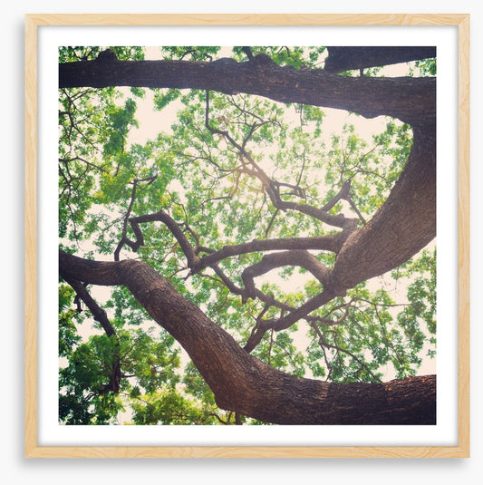 Vintage branches