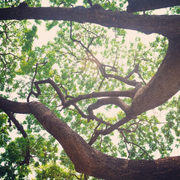 Vintage branches