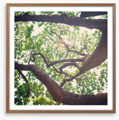 Vintage branches