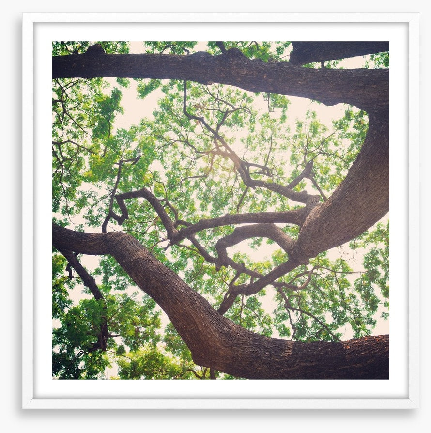 Vintage branches