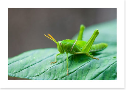 Insects