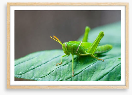Insects
