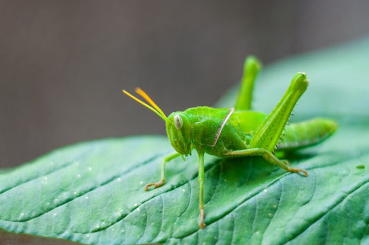 Insects